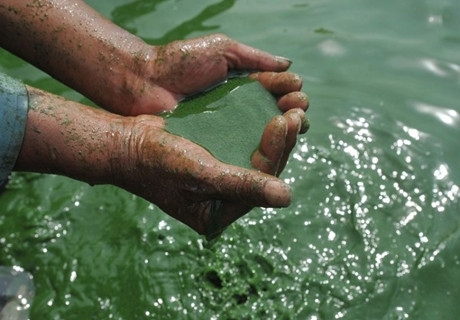 巢湖、滇池藍藻暴發