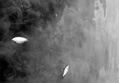 云南陽宗海砷污染事件