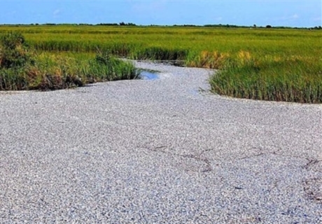 廣東化州市高嶺土廠排污事件