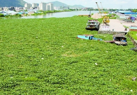 水浮蓮污染事件